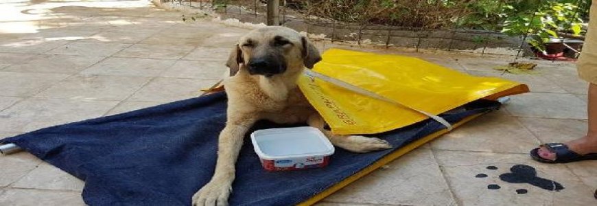 Otomobilin çarptığı yaralı köpeğe sahip çıkıldı ait tanıtım resmi
